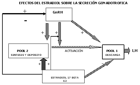 Reproducción: Uso de hormonas en el tambo - Image 21