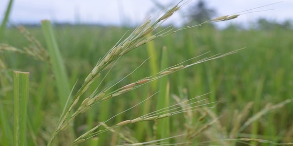 Distribucion de poblaciones de arroz maleza en fincas arroceras del Norte de Santander, Colombia - Image 19
