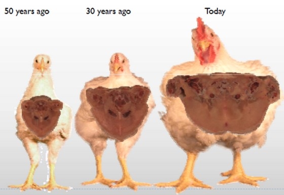 El pollo hoy. Mitos y realidades - Image 1