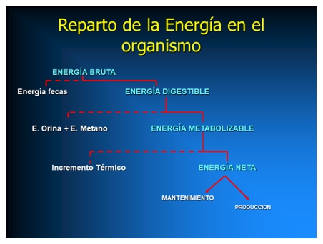El pollo hoy. Mitos y realidades - Image 6