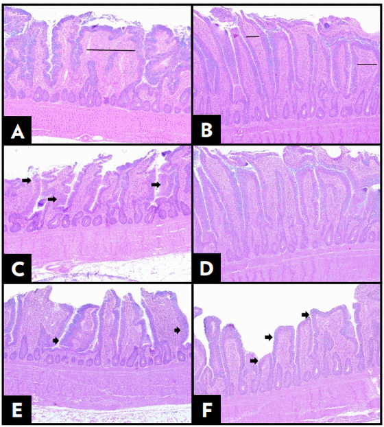 Efecto de una proteasa en el rendimiento y la salud intestinal de pollo de engorde alimentado con una dieta estándar o una dieta de baja densidad - Image 5
