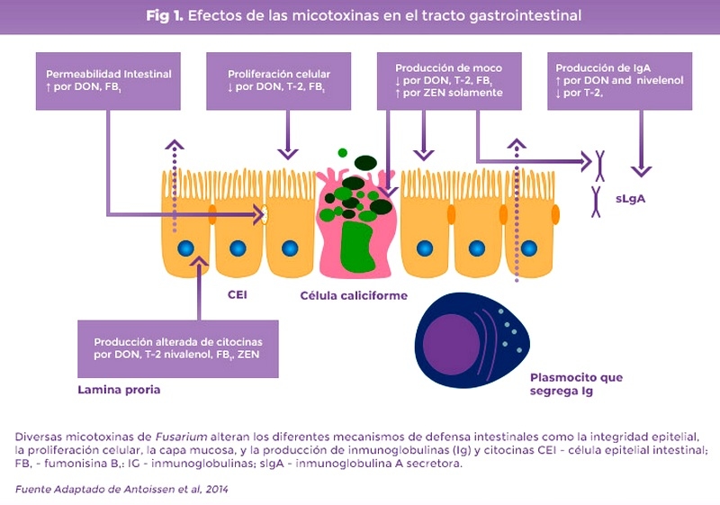 Micotoxinas, ¿qué debemos conocer? - Image 1