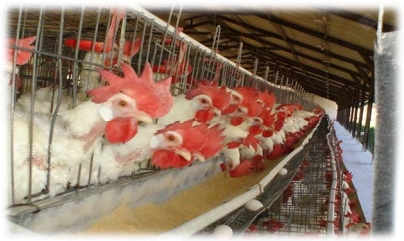 Efectos de la Infusión de Moringa (Moringa oleifera Lam) en gallinas ponedoras L<sub>33</sub> - Image 1