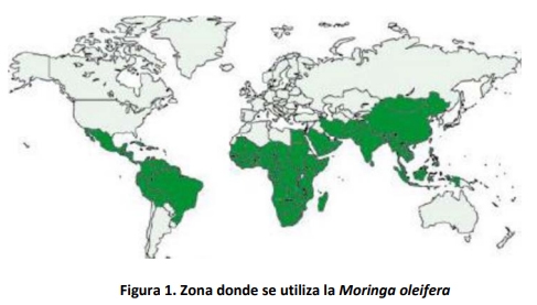 Efectos de la Infusión de Moringa (Moringa oleifera Lam) en gallinas ponedoras L<sub>33</sub> - Image 2