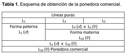 Efectos de la Infusión de Moringa (Moringa oleifera Lam) en gallinas ponedoras L<sub>33</sub> - Image 3