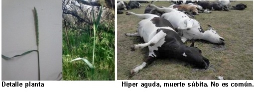 Intoxicación por Nitritos - Ac Cianhídrico con diagnóstico diferencial de muerte súbita. Actualización 2025 - Image 1