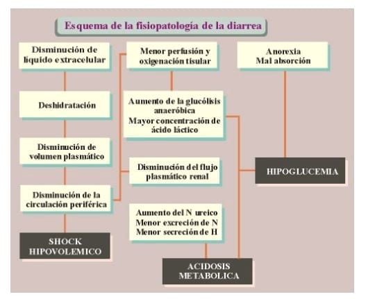 Diarrea Neonatal de los Terneros: Etiopatogenia, tratamiento y control - Image 3