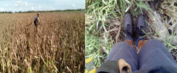 Fertilización variable de maíz para grano – BDN 50h - 2015/2016 - Image 35