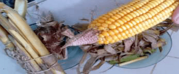 Fertilización variable de maíz para grano – BDN 50h - 2015/2016 - Image 37