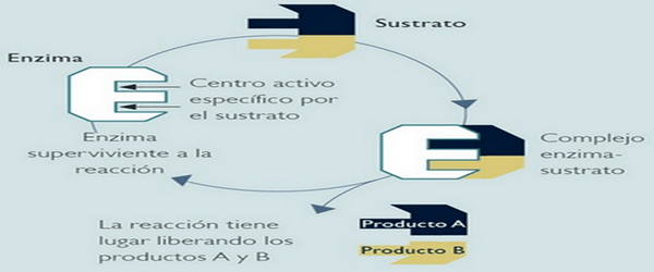 Las enzimas exógenas en las dietas Maíz/Sorgo-Harina de soya para aves y cerdos. - Image 7