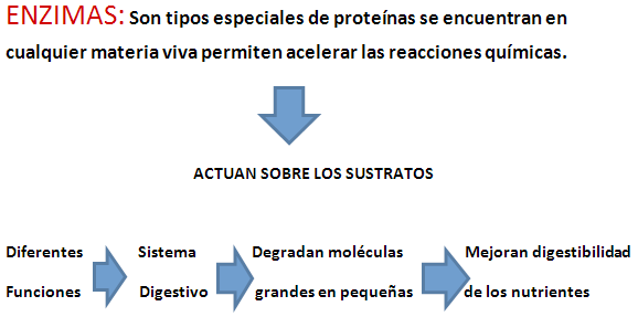 Las enzimas exógenas en las dietas Maíz/Sorgo-Harina de soya para aves y cerdos. - Image 6