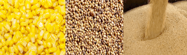 Las enzimas exógenas en las dietas Maíz/Sorgo-Harina de soya para aves y cerdos. - Image 1