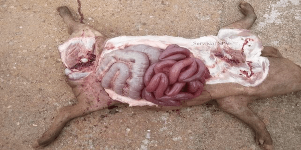 Síndrome de dilatación intestinal porcina - Image 1