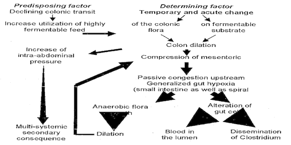 Síndrome de dilatación intestinal porcina - Image 7