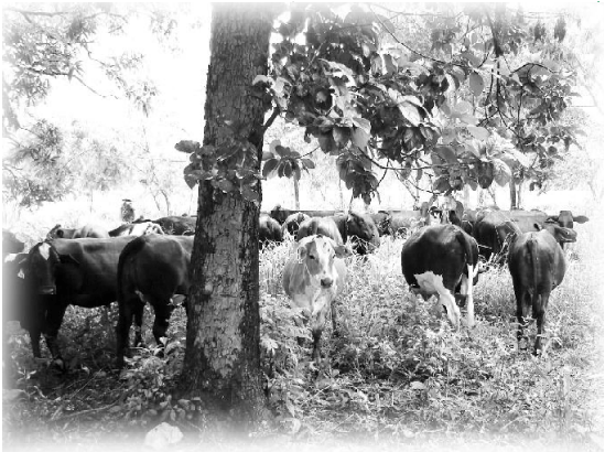 Leguminosas arbustivas: una necesidad para la recuperación ganadera en Cuba - Image 4