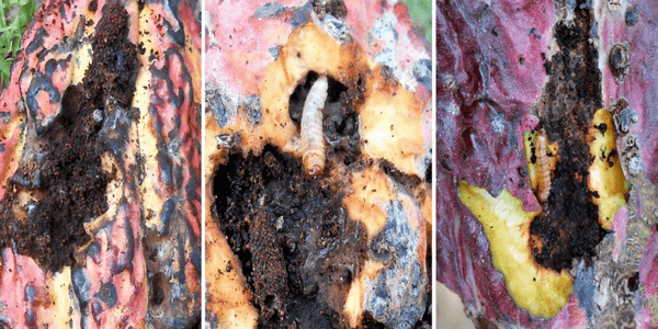 Estado fitosanitario en la producción de cacao (theobroma cacao l.) en la región de Huánuco (Perú): incremento del impacto de carmenta foraseminis eichlin - Image 6