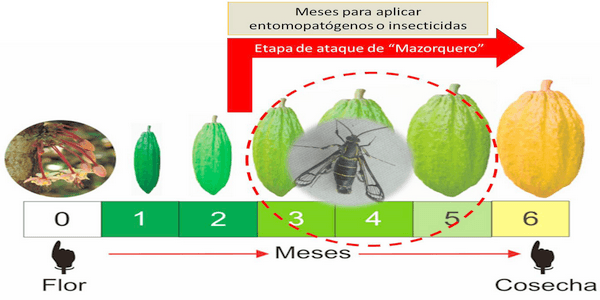 Estado fitosanitario en la producción de cacao (theobroma cacao l.) en la región de Huánuco (Perú): incremento del impacto de carmenta foraseminis eichlin - Image 9