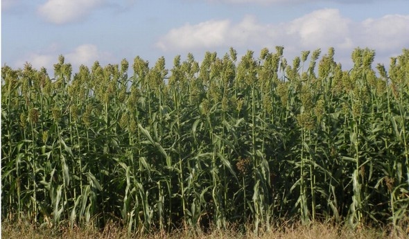 Biomasa Energética de Sorgo en Ubajay (Entre Ríos). INTA Manfredi y el Sorgo: Nuevos Desarrollos - Image 15
