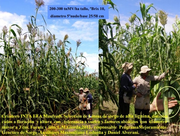 Biomasa Energética de Sorgo en Ubajay (Entre Ríos). INTA Manfredi y el Sorgo: Nuevos Desarrollos - Image 6