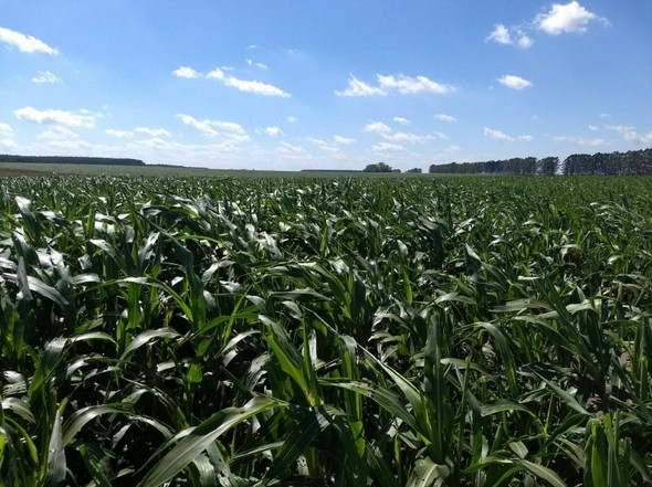 Biomasa Energética de Sorgo en Ubajay (Entre Ríos). INTA Manfredi y el Sorgo: Nuevos Desarrollos - Image 11