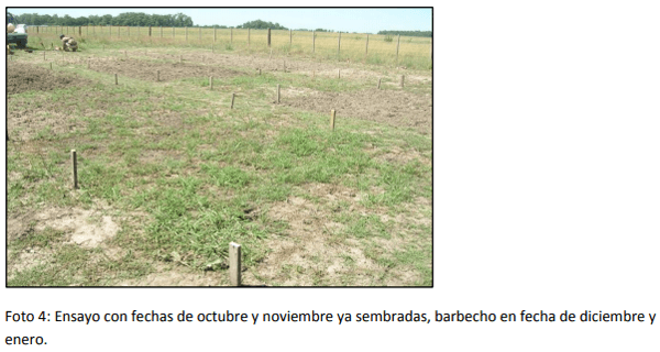 Megatérmicas en la cuenca del salado, cuándo sembrarlas? - Image 6