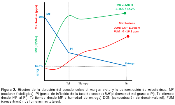  Calidad comercial e inocuidad de maíces de fecha tardía. Determinación del momento óptimo de cosecha. - Image 2