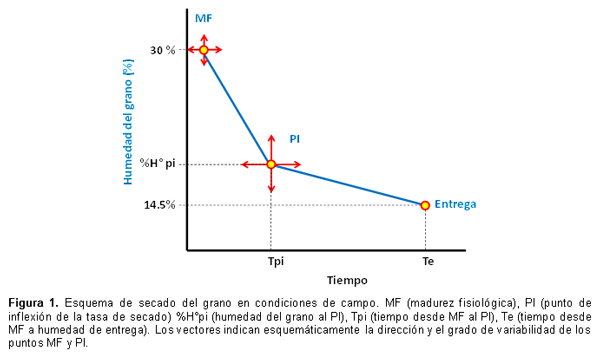  Calidad comercial e inocuidad de maíces de fecha tardía. Determinación del momento óptimo de cosecha. - Image 1