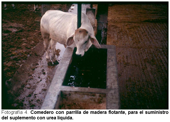 Cómo eliminar riesgos de intoxicación en rumiantes suplementados con urea líquida - Image 4