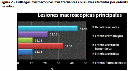 Enteritis necrótica en aves de ornato - Image 2