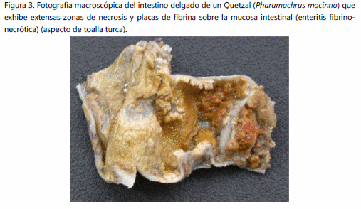 Enteritis necrótica en aves de ornato - Image 3