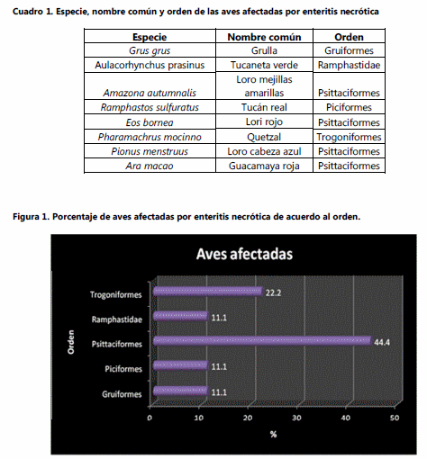 Enteritis necrótica en aves de ornato - Image 1