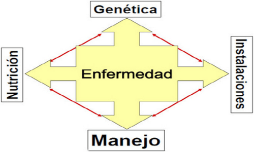 Estrategias de manejo para una adecuada finalización de los cerdos - Image 1