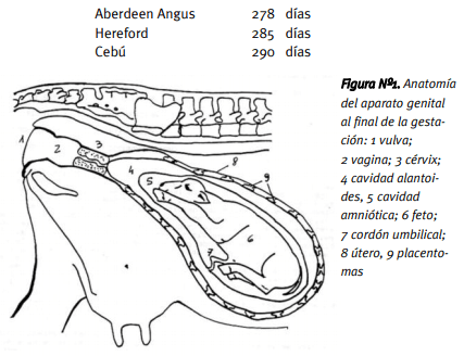 La atención del parto en los rodeos de cría - Image 1