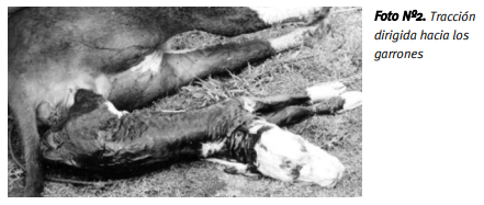 La atención del parto en los rodeos de cría - Image 10