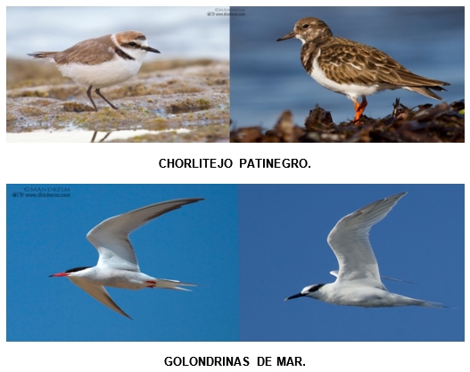 Aves migratorias: Del Ártico hacia todos los continentes - Image 2