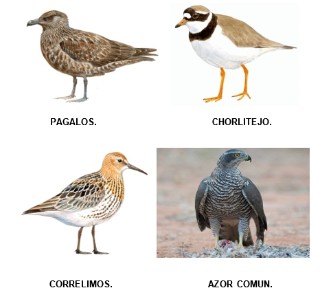 Aves migratorias: Del Ártico hacia todos los continentes - Image 3