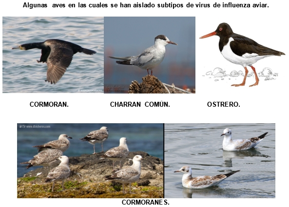 Aves migratorias: Del Ártico hacia todos los continentes - Image 1