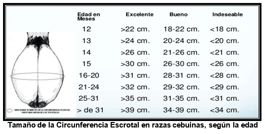 Algunos criterios para seleccionar reproductores en razas cebuinas, en base a característidas fenotipicas - Image 3