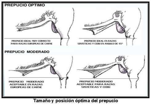 Algunos criterios para seleccionar reproductores en razas cebuinas, en base a característidas fenotipicas - Image 2