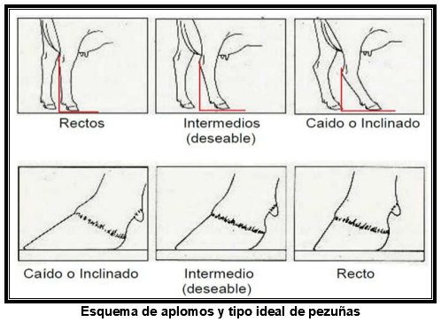 Algunos criterios para seleccionar reproductores en razas cebuinas, en base a característidas fenotipicas - Image 1