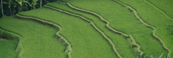 La extrusión no solo estabiliza el salvado de arroz, lo mejora - Image 1