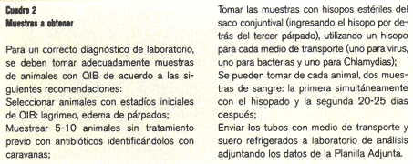 Queratoconjuntivitis Infecciosa Bovina (QIB) - Image 2