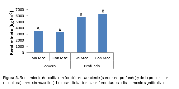 Efecto del macollaje de maíz en diferentes ambientes y densidades - Image 4