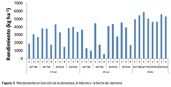 Plasticidad de maíz según fecha de siembra y genotipo - Image 6