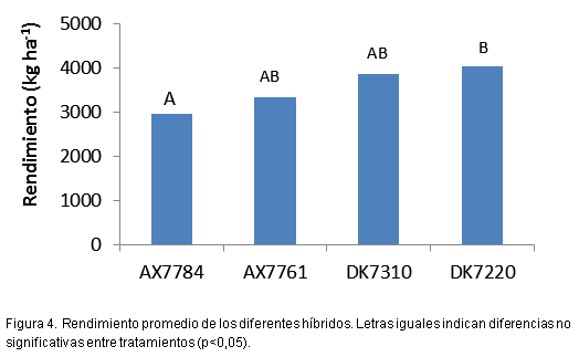 Plasticidad de maíz según fecha de siembra y genotipo - Image 5
