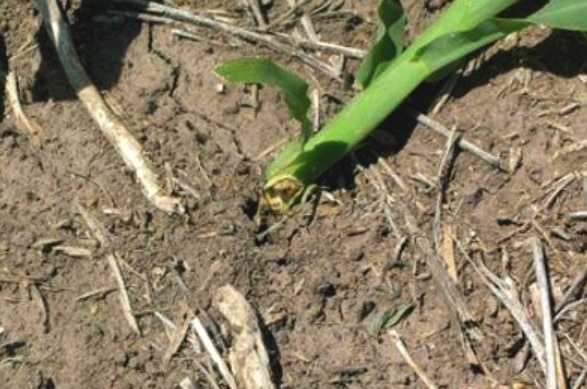 Manejo de orugas cortadoras en etapas tempranas del cultivo de maíz - Image 12