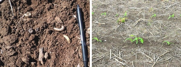 Manejo de orugas cortadoras en etapas tempranas del cultivo de maíz - Image 9
