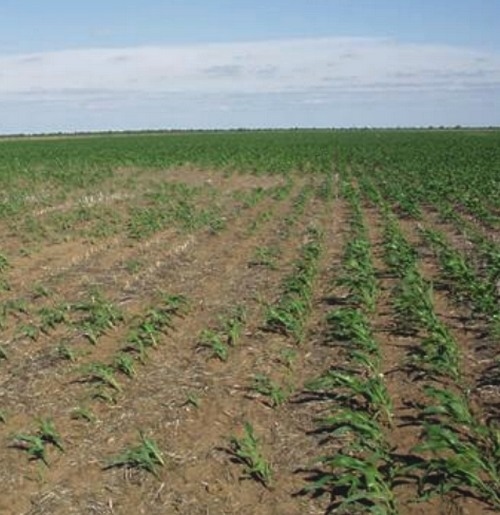Manejo de orugas cortadoras en etapas tempranas del cultivo de maíz - Image 11