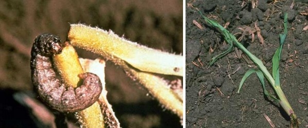 Manejo de orugas cortadoras en etapas tempranas del cultivo de maíz - Image 8