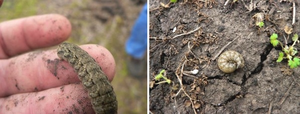Manejo de orugas cortadoras en etapas tempranas del cultivo de maíz - Image 10
